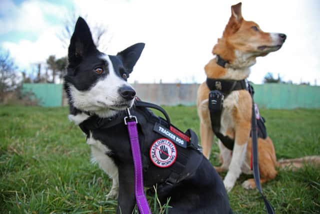 Diesel (left) and Skye can travel miles over rough terrain and slip through cities searching for pooches that may be lost, injured - or even stolen