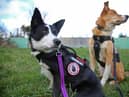 Diesel (left) and Skye can travel miles over rough terrain and slip through cities searching for pooches that may be lost, injured - or even stolen