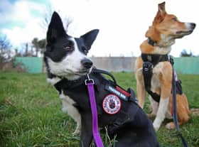 Diesel (left) and Skye can travel miles over rough terrain and slip through cities searching for pooches that may be lost, injured - or even stolen