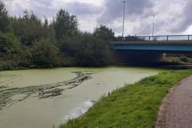 Duck weed on the canal near to Wigan Pier