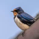 The Swallow