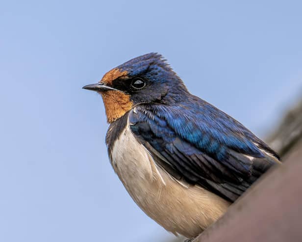 The Swallow
