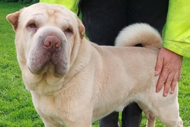 Rocko is a six-and-a-half year old castrated male Shar-pei. Rocko was abandoned by his owner and has been at Leigh Cats and Dogs Home for a while now and is very friendly with staff. Only homes with older or no children can be considered.
