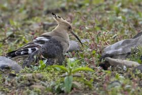 Hoopoe