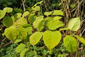 Japanese Knotweed. (Pic credit: Andrew Smith)