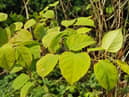 Japanese Knotweed. (Pic credit: Andrew Smith)