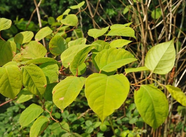 <p>Japanese Knotweed. (Pic credit: Andrew Smith)</p>
