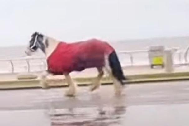 <p>A horse broke loose before running amok on Blackpool Promenade (Credit: The Three Mouseketeers UK)</p>
