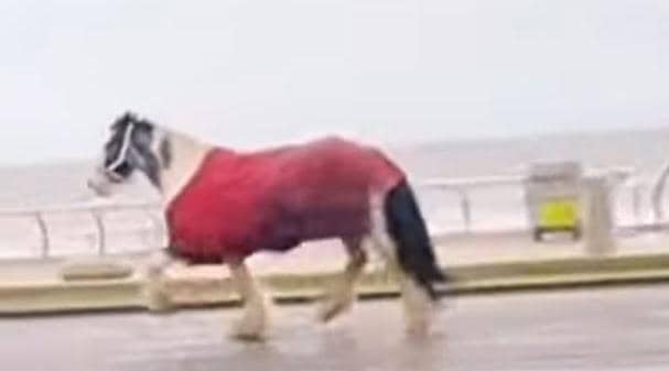 A horse broke loose before running amok on Blackpool Promenade (Credit: The Three Mouseketeers UK)
