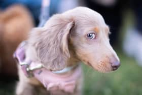 There have been 3,367 reports of dog fouling in Wigan over the last five years.