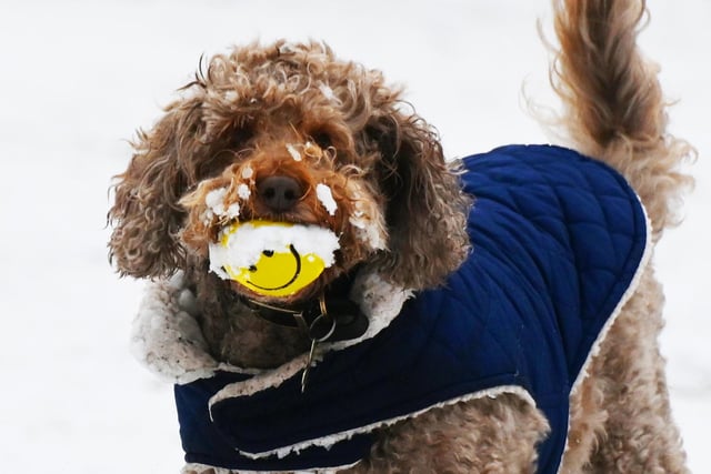 Dog Rolo enjoying the snow in Mesnes Park, Wigan.