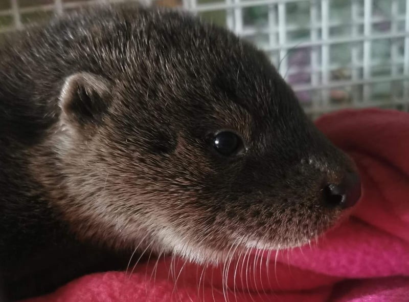An otter pup was found by a member of the public near a bridge in Boston, Lincolnshire, all alone. They took him to a local vet who called the RSPCA for help.
An animal rescue officer went to collect the little baby and he was taken in by East Winch Wildlife Centre, in Norfolk, before being moved to the specialist team at Stapeley Grange Wildlife Centre, in Shropshire, where he’ll be cared for until he’s big enough to be released.
If you come across a baby otter please watch from a distance ideally for 24 hours or at least overnight to see if the parents return. If they don’t, please call the RSPCA’s emergency line on 0300 1234 999.