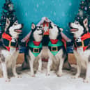 The Yappy Christmas Howlers.