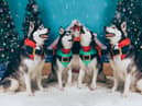 The Yappy Christmas Howlers.