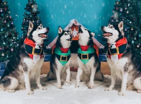 The Yappy Christmas Howlers.