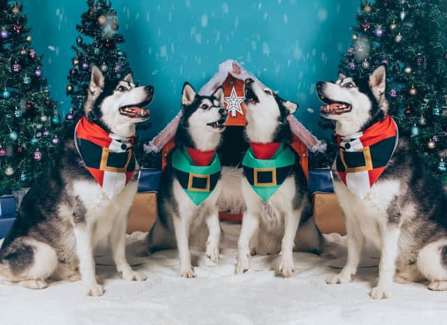 The Yappy Christmas Howlers.