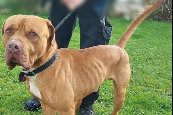 Three year old Dogue de Bordeaux type mix. He has been in kennels for a while so desreves a good home but due to his size would require a strong owner, homes with children under high school age would not be suitable