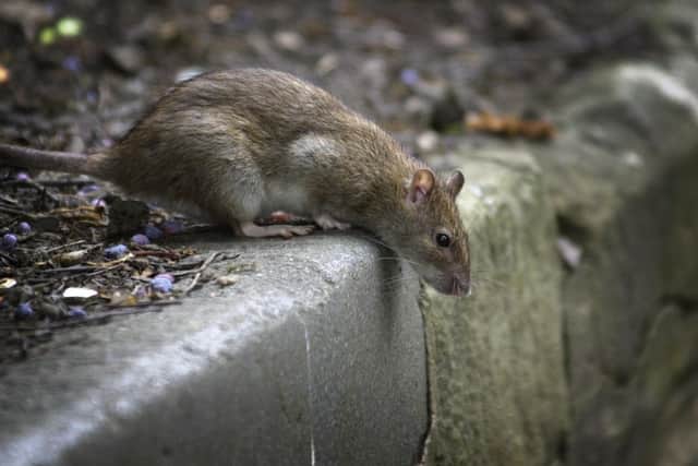 Wigan Council is dealing with thousands of rat infestations - such as this brown rat - every year, according to new research