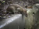 Wigan Council is dealing with thousands of rat infestations - such as this brown rat - every year, according to new research
