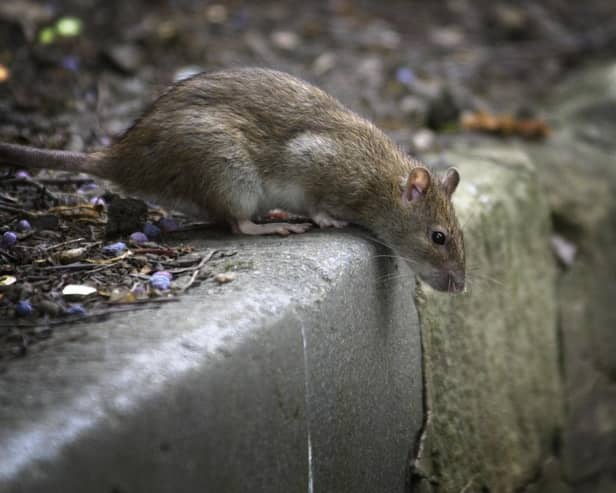 Wigan Council is dealing with thousands of rat infestations - such as this brown rat - every year, according to new research