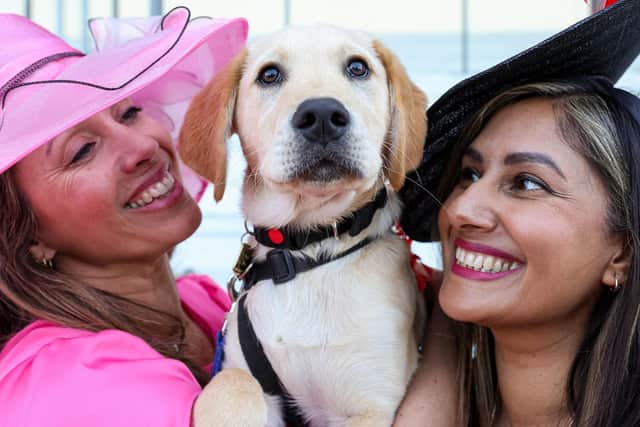 Guide dog puppies interact with racegoers wearing big hats at Ascot Racecourse, as part of their socialisation training to become comfortable around unusual headwear. Research from charity Guide Dogs reveals that dogs can be afraid of hats or objects on people’s heads, as they can make it harder for them to recognise even familiar individuals