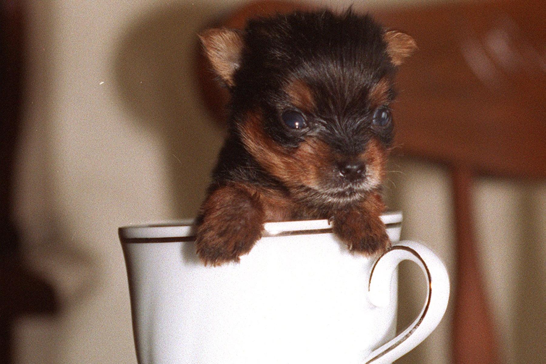 Mug puppies for clearance sale