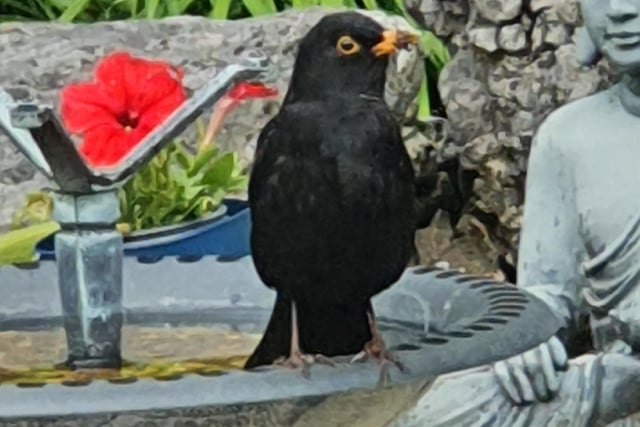 An avian visitor to Jean's garden