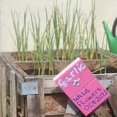 A group of residents have created a community garden in their alleyway called Strawberry Gardens