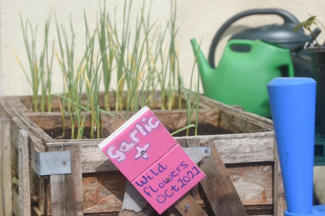 A group of residents have created a community garden in their alleyway called Strawberry Gardens