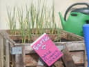 A group of residents have created a community garden in their alleyway called Strawberry Gardens