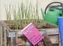 A group of residents have created a community garden in their alleyway called Strawberry Gardens
