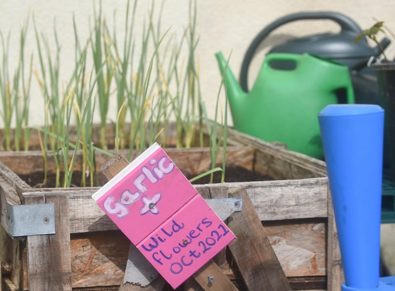 A group of residents have created a community garden in their alleyway called Strawberry Gardens