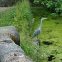 Despite concerns nature seems to be thriving
