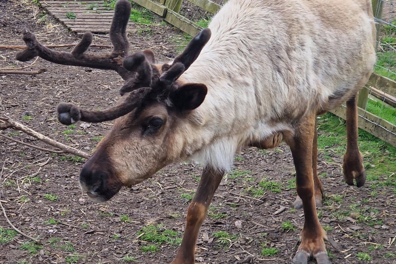 A reindeer at Wild Discovery