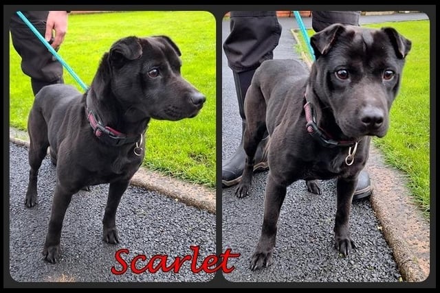 Scarlet is a 18-month-old female Shar-Pei cross. Good natured with staff, prefers quiet homes.