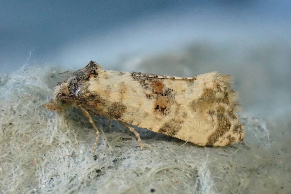 Amidst UK's insect decline, Make It Wild's Moth Surveys offer a glimmer of hope.