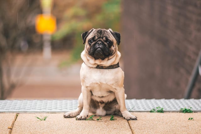 Pugs are another sort after breed and sell for around £800.