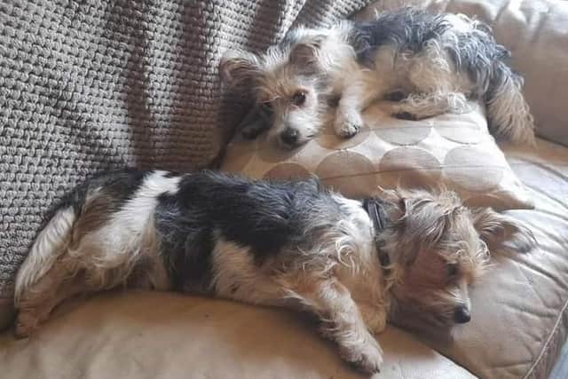 Scrappy and Mopsy were found and returned to their owner