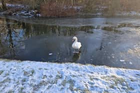 This swan is more obviously standing on ice, but his pals looked like they were walking on water