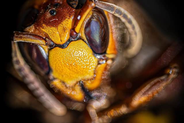 European Hornet