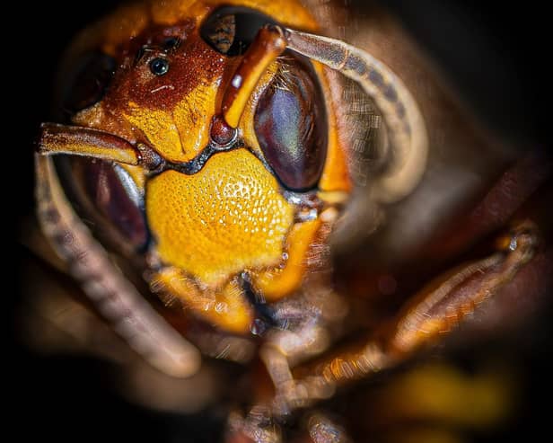 European Hornet