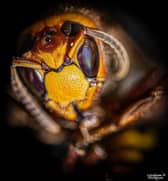 European Hornet