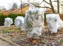 Protecting plants from the cold is vital in winter (photo: Adobe)