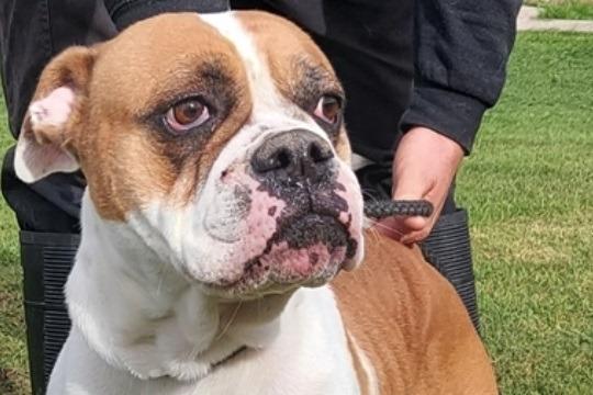 Maxine is a three-year-old female American Bulldog. Originally a stray, history/habits unknown. Since being with Leigh Cats and Dogs Home she has grown in confidence and become a bit bolshy towards other dogs, so a pet-free household will be needed. She has been fine with people.
