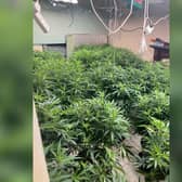Officers discovered the cannabis farm in Platt Bridge, Wigan