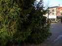 The tree that so offended in St Helens