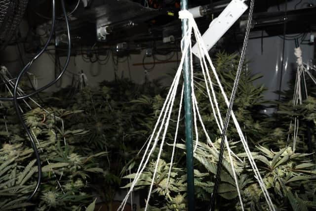 Police stress that cannabis cultivation is not a victimless crime