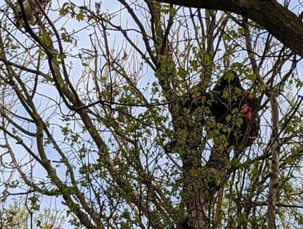 The rescue of Steve the cat, 50 feet above the ground, is carried out successfully