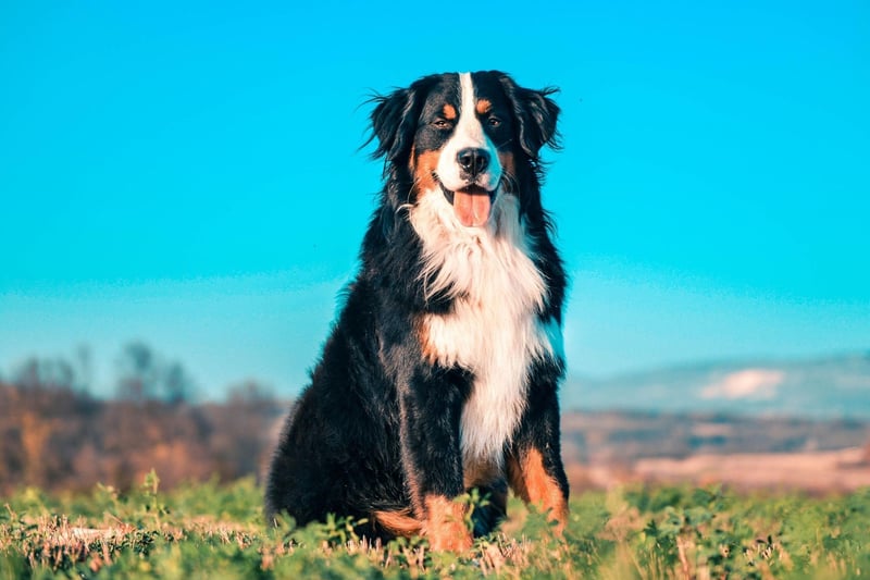 Another gentle giant, the Bernese Mountain Dog is an intelligent breed eager to please its owners - meaning it's simple to train them out of any nibbling habit they may have as puppies.
