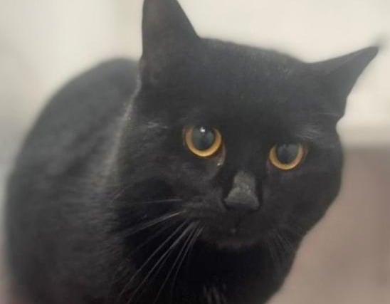 Midnight is approximately 12 months old. He arrived at Leigh Cats and Dogs Home as his owner sadly passed away. He has been castrated, vaccinated and microchipped and had flea and worm treatments. He is a fairly young boy and has no restrictions for his new home.